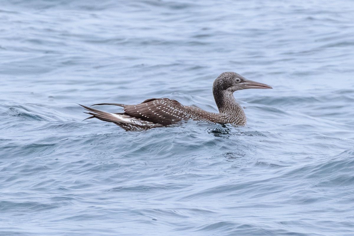 terej bílý - ML646603720