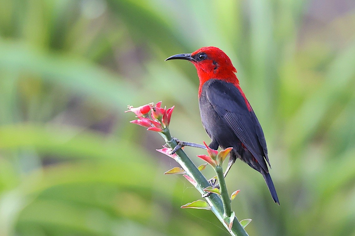 Mielero Cardenal - ML646603725