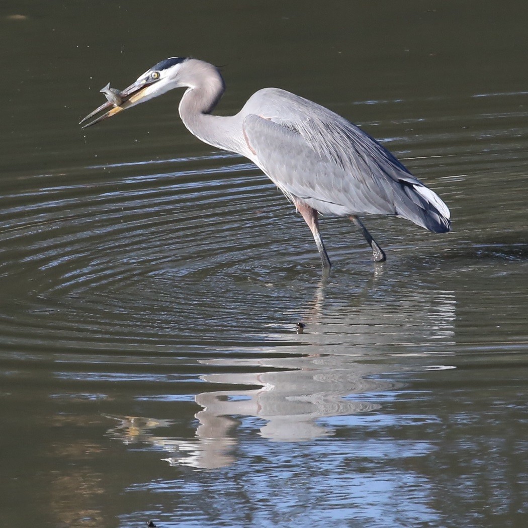 Great Blue Heron - ML646603727