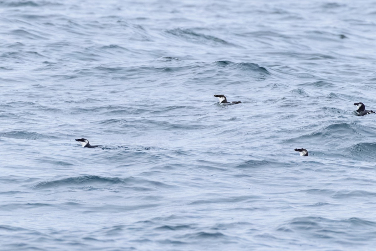 alka malá - ML646603729