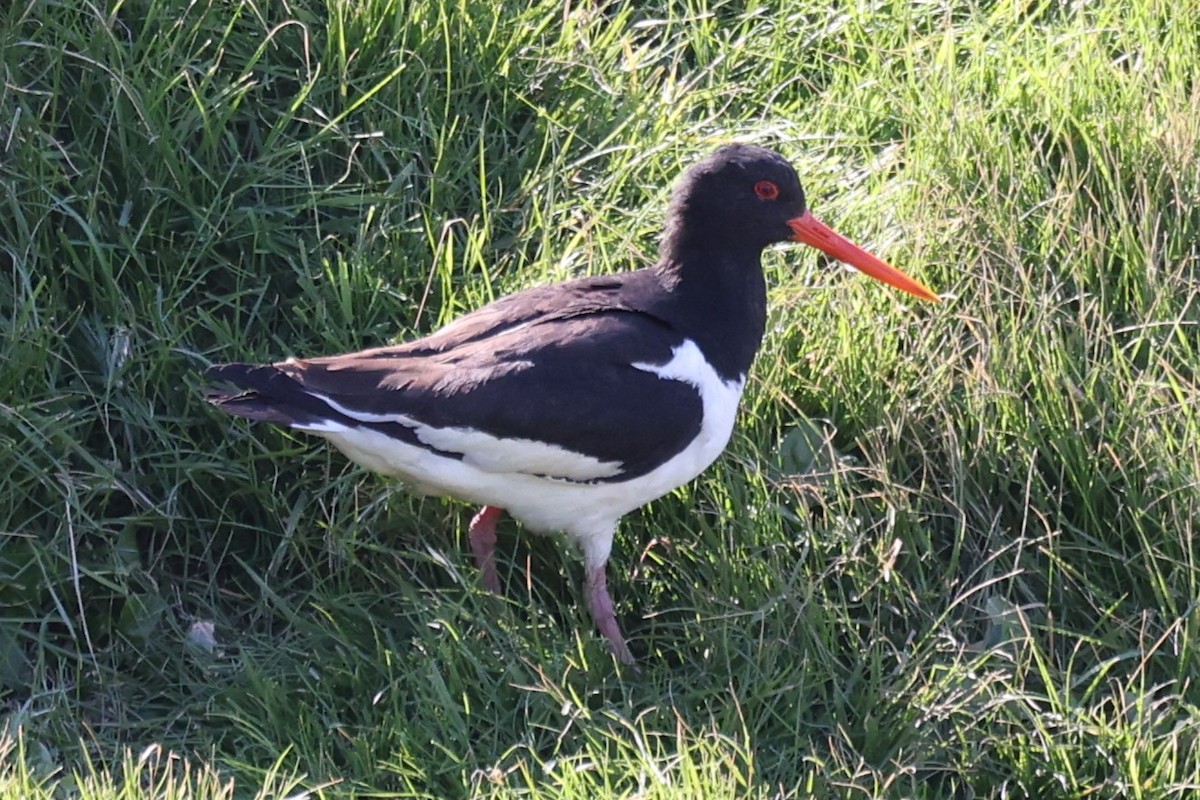 שלצדף החוף - ML646603730