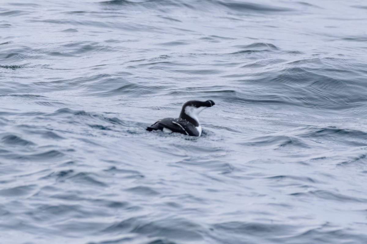 alka malá - ML646603736