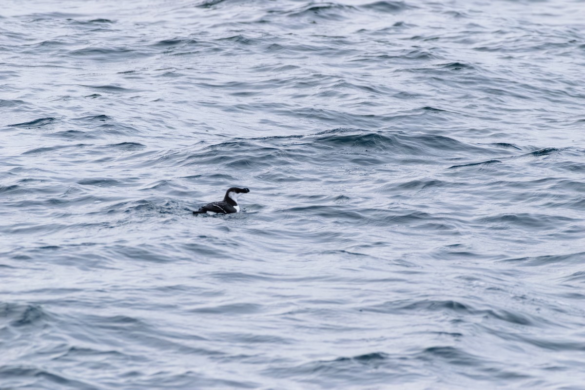 alka malá - ML646603737