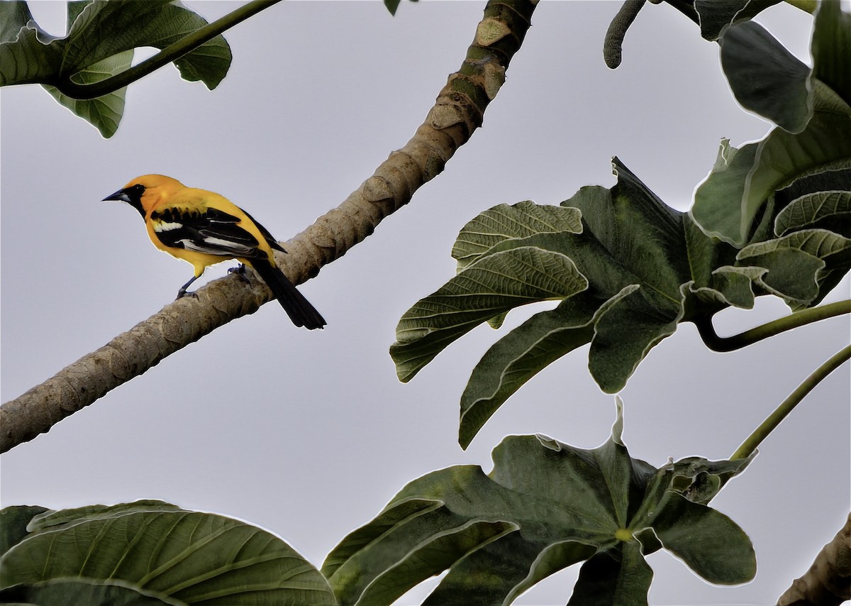 Orange Oriole - ML646603738