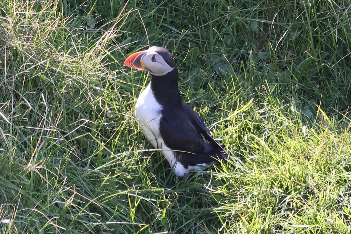 תוכי-ים אטלנטי - ML646603739