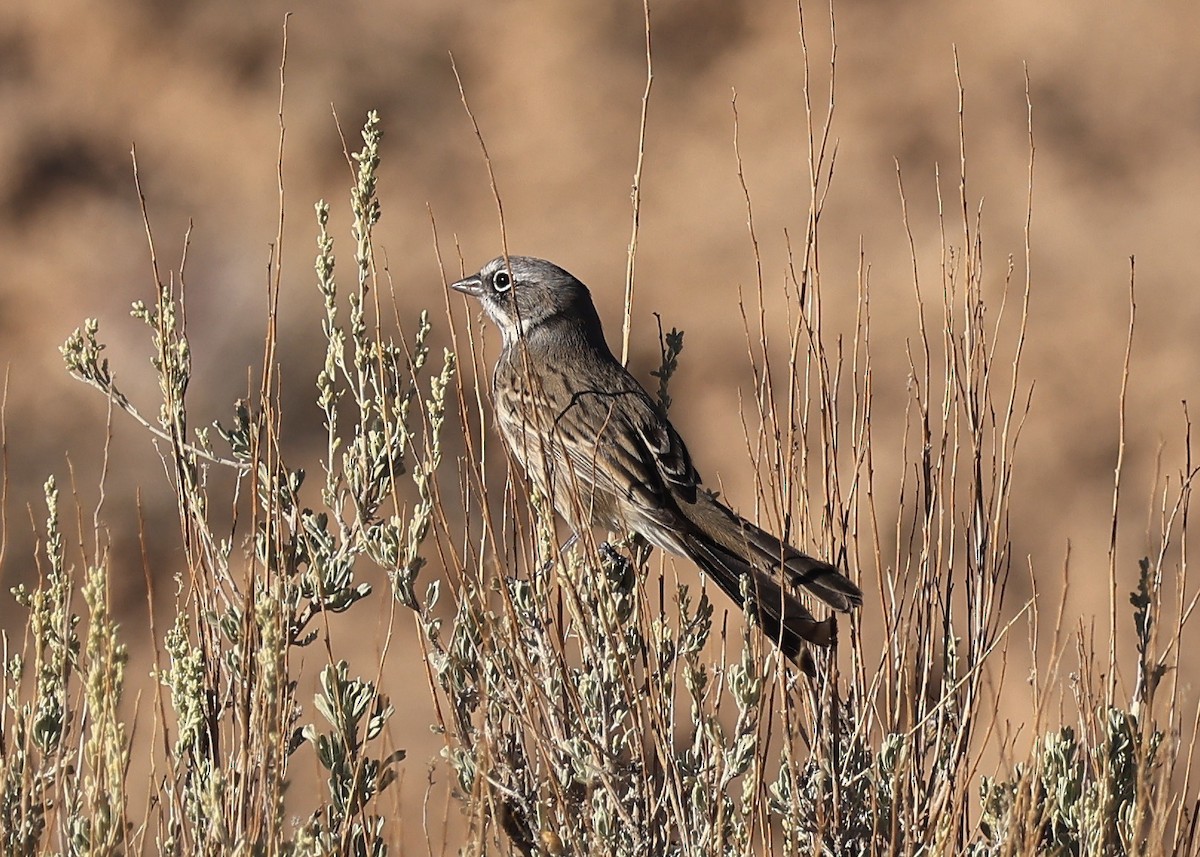 Sagebrush Sparrow - ML646603741