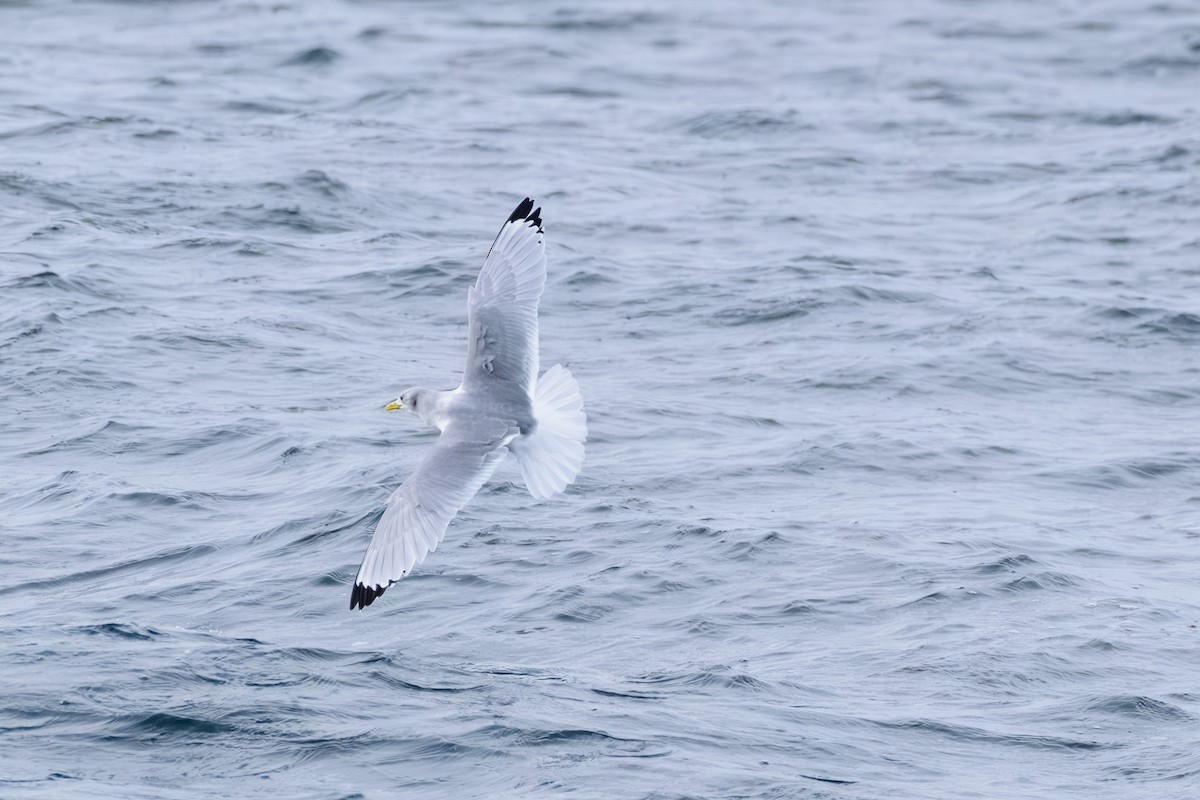 racek tříprstý - ML646603742