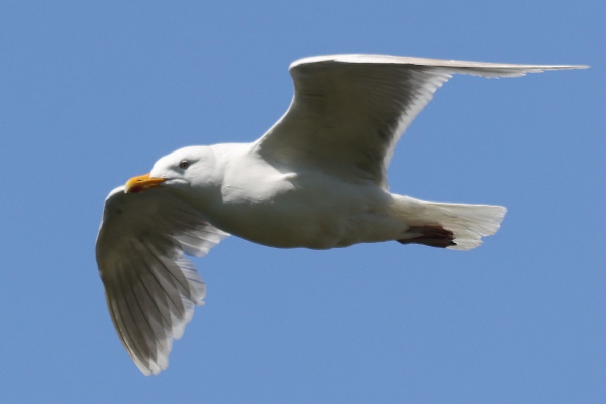 שחף לבן-כנף - ML646603743