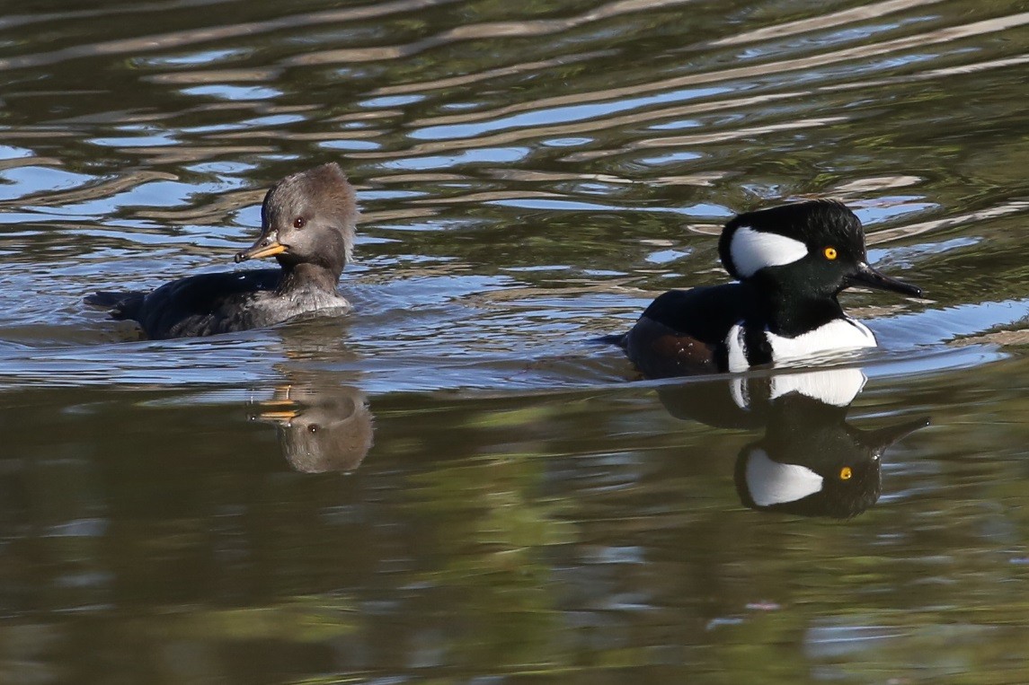 Hooded Merganser - ML646603744