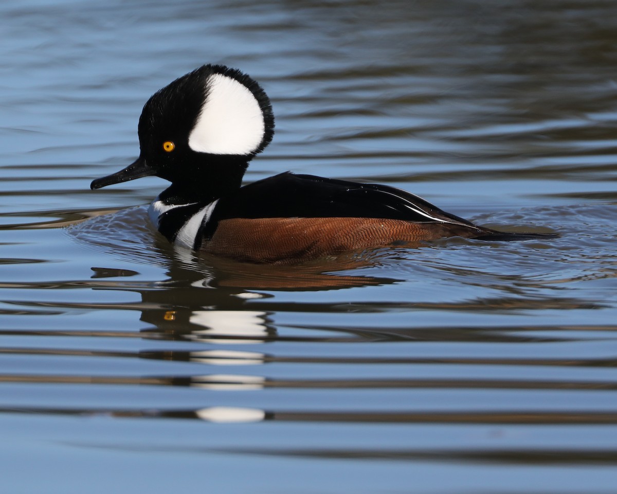 Hooded Merganser - ML646603745