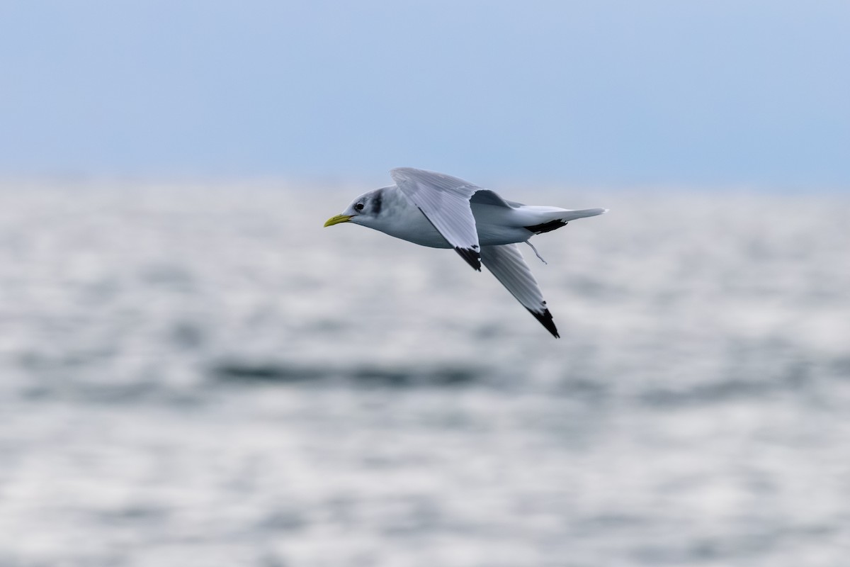 racek tříprstý - ML646603747