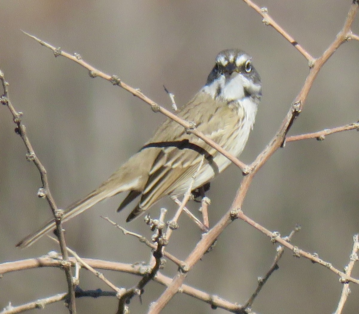 Bell's Sparrow - ML646603748