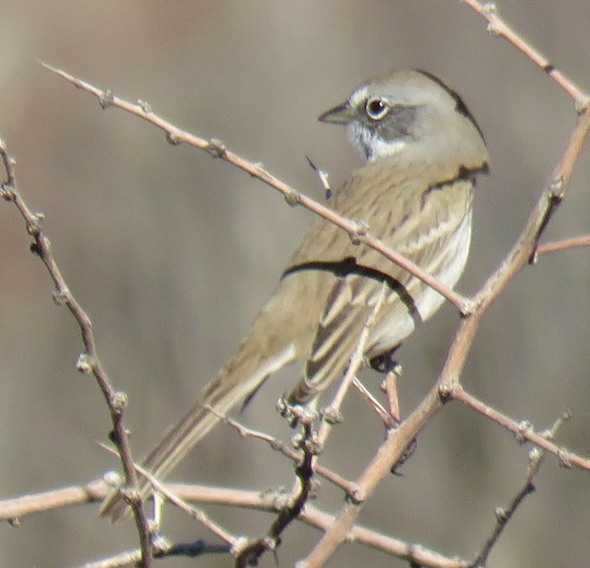 Bell's Sparrow - ML646603749