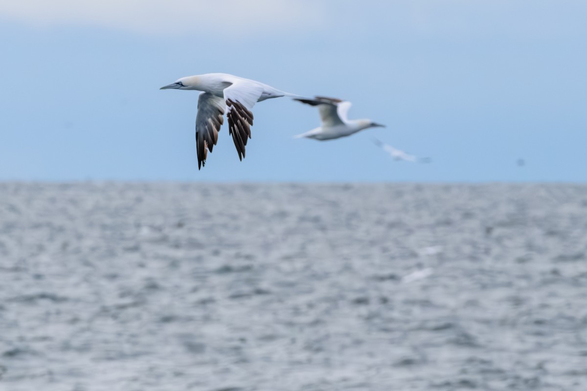 terej bílý - ML646603767