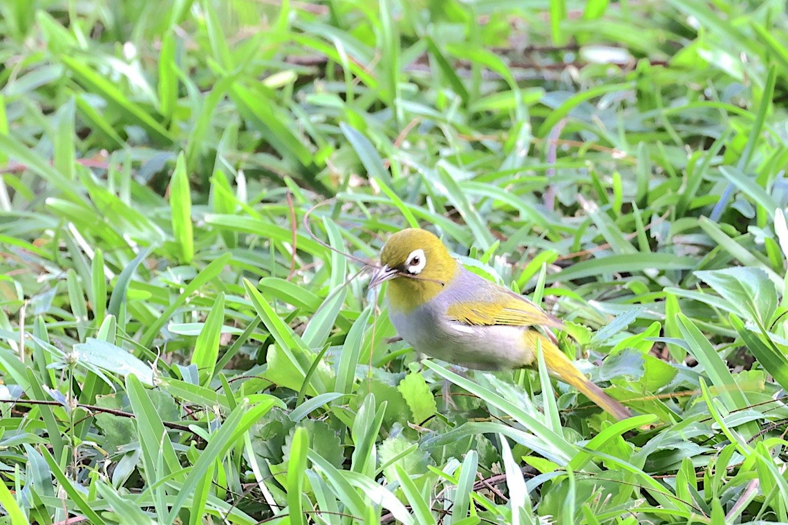 Anteojitos Dorsigrís - ML646603768