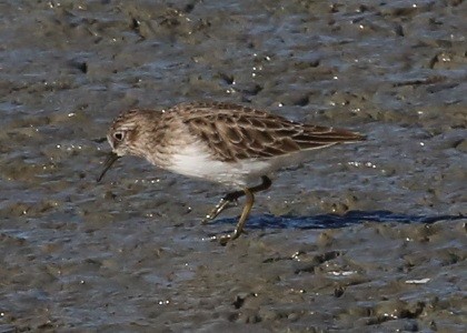 Least Sandpiper - ML646603769
