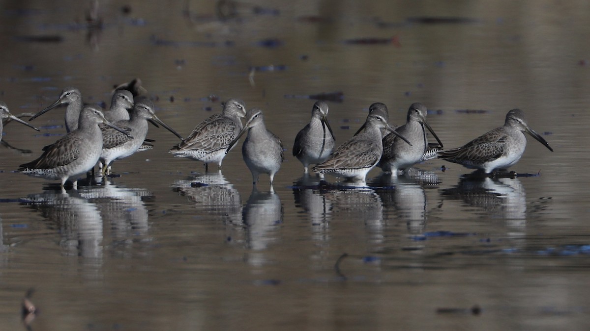 長嘴半蹼鷸 - ML646603776