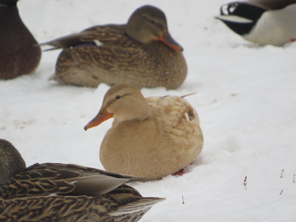 Mallard - ML646603777