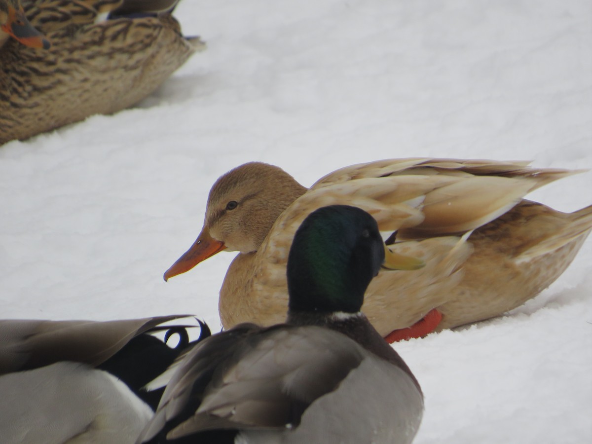 Mallard - ML646603778