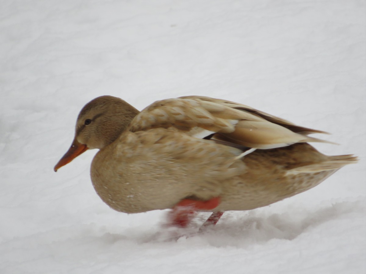 Mallard - ML646603779