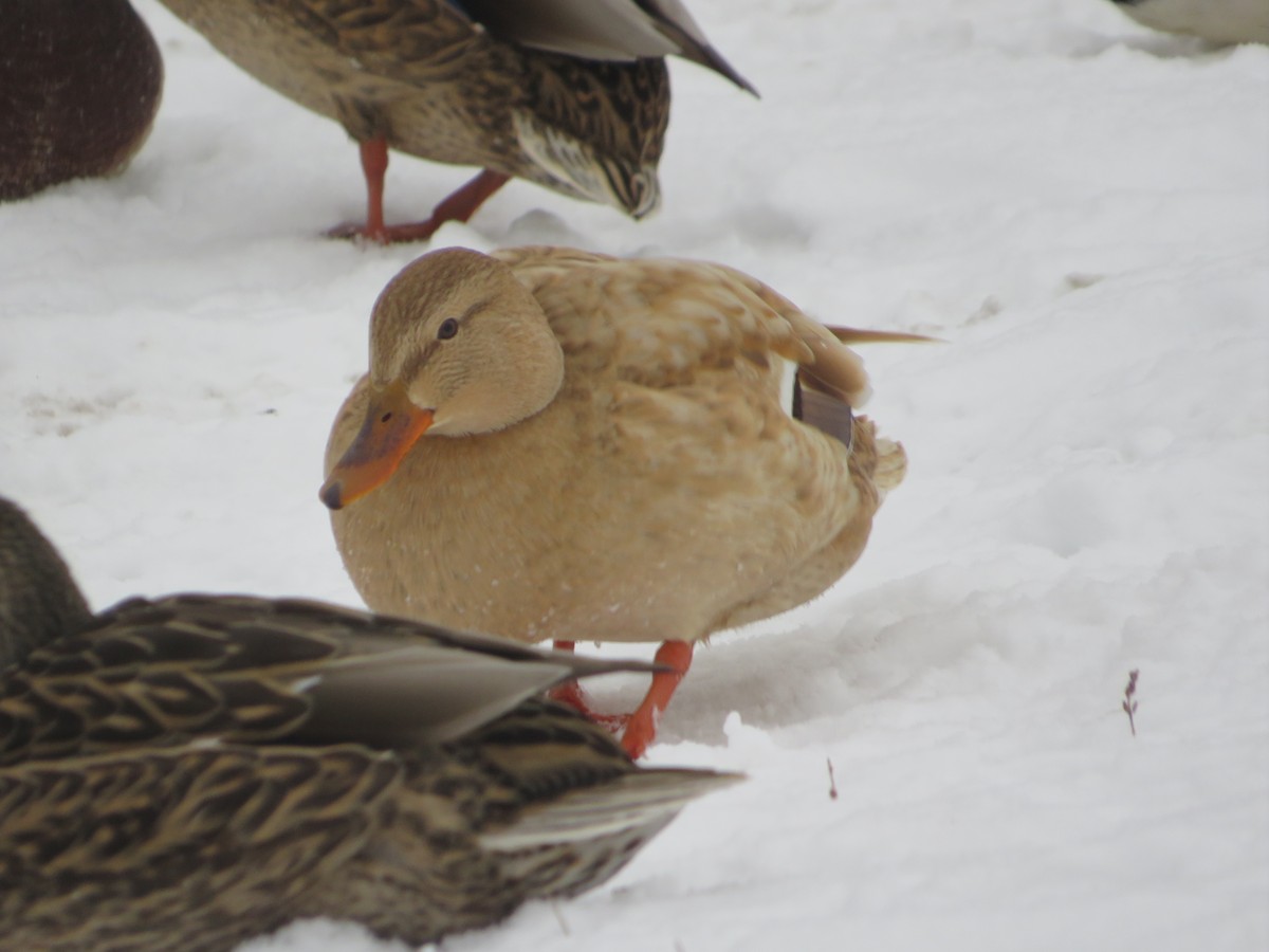 Mallard - ML646603780