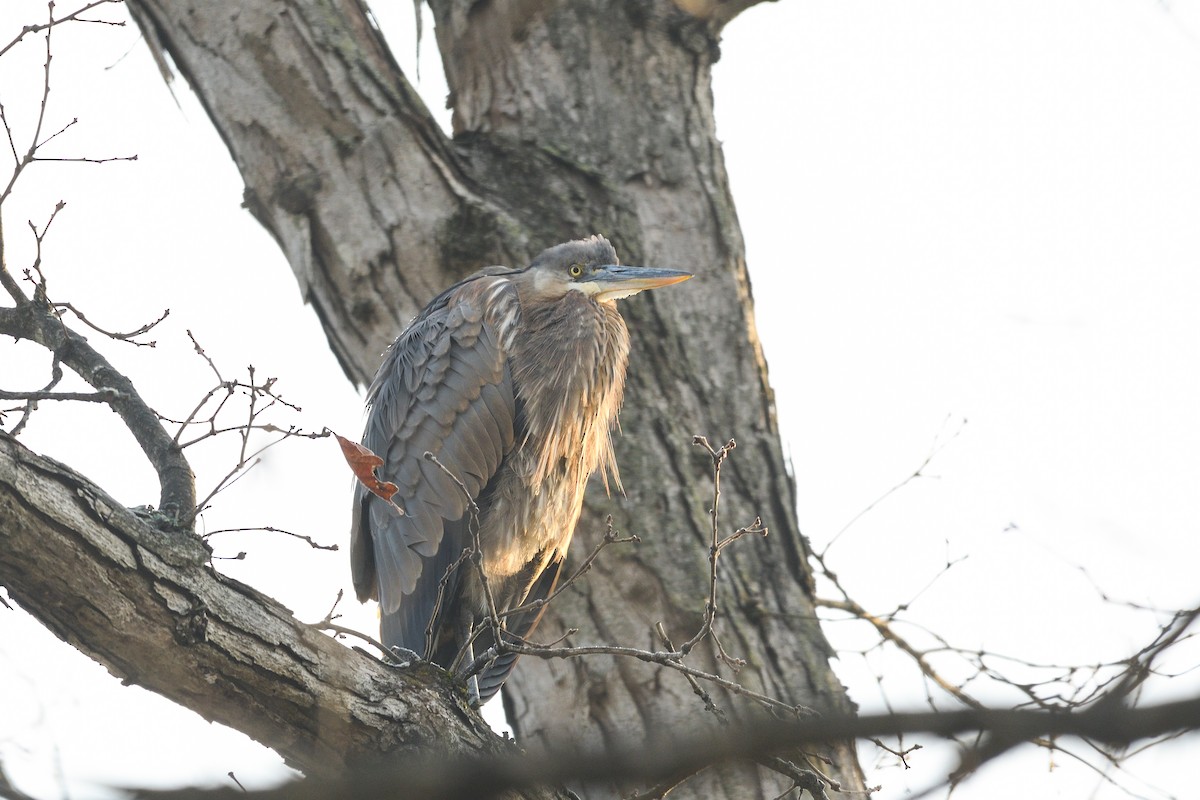 Great Blue Heron - ML646603781
