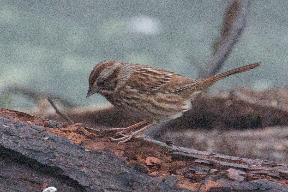 strnadec zpěvný - ML646603782