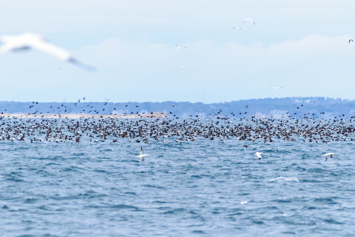 kajka mořská - ML646603783