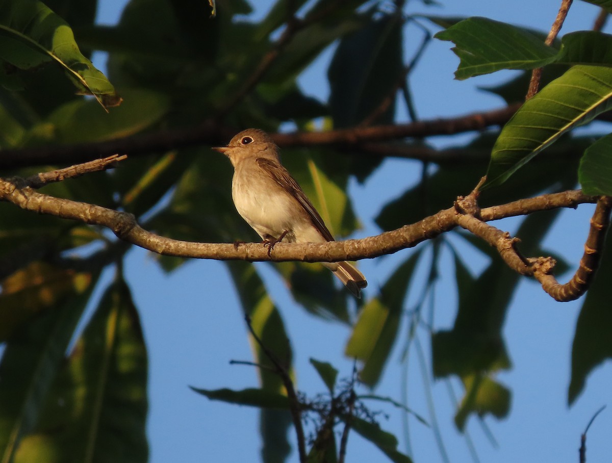 Asian Brown Flycatcher - ML646603784