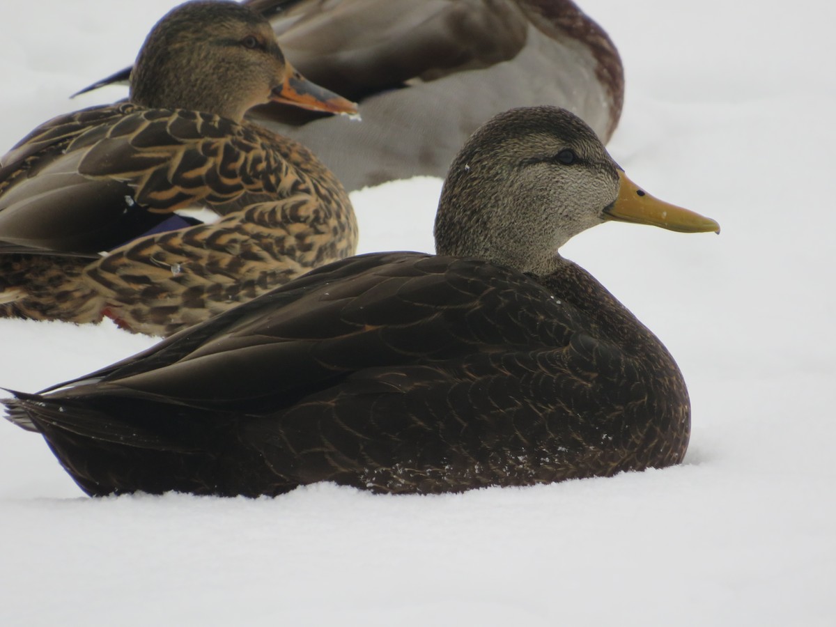 American Black Duck - ML646603785