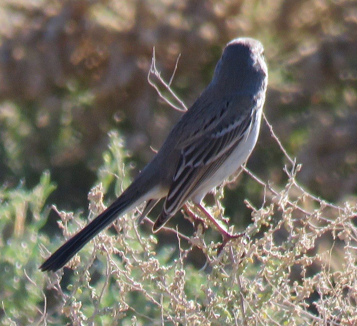 Sagebrush/Bell's Sparrow (Sage Sparrow) - ML646603786