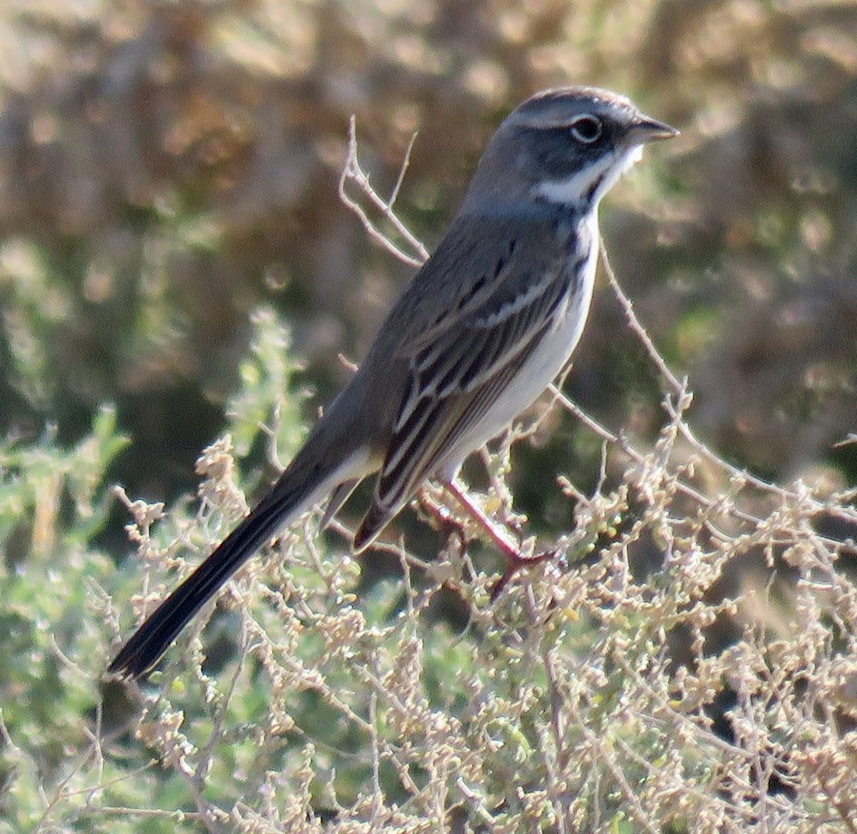 Sagebrush/Bell's Sparrow (Sage Sparrow) - ML646603787