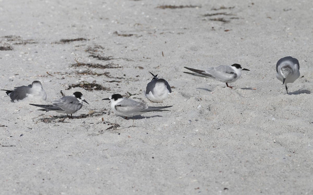 Крячок річковий - ML646603788