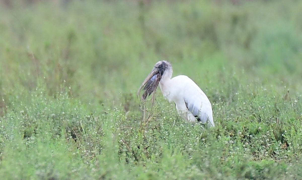 アメリカトキコウ - ML646603790