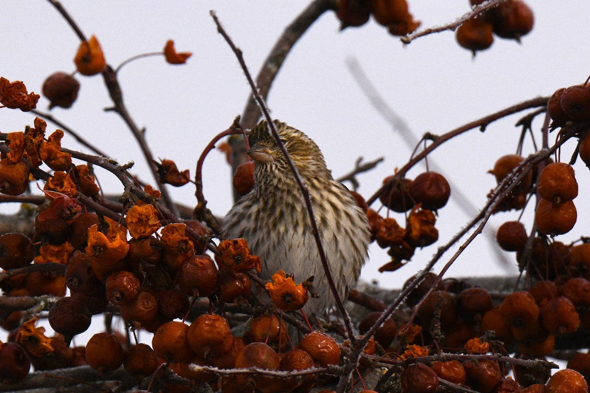 Cassin's Finch - ML646603791