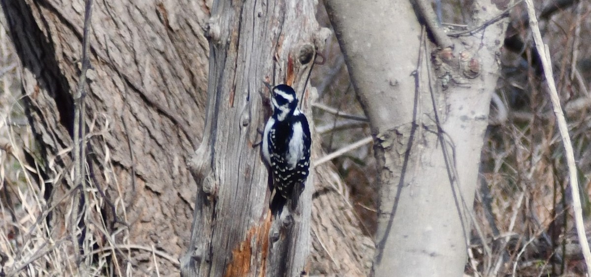 Hairy Woodpecker - ML646603796