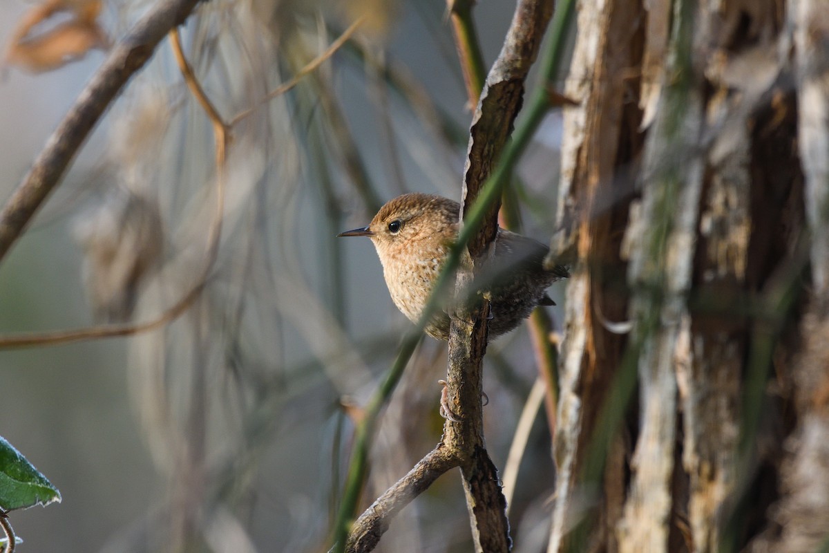 Winter Wren - ML646603797