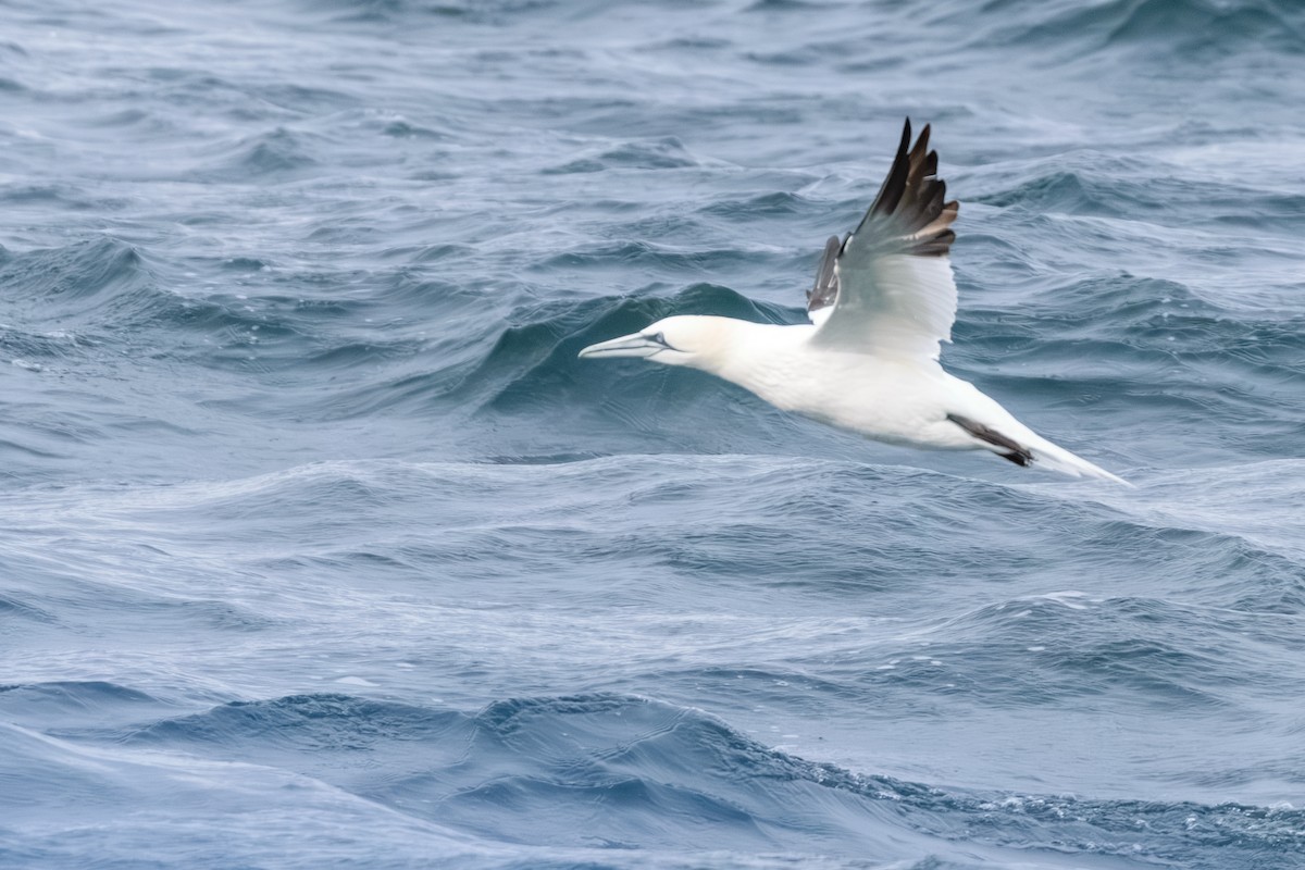 terej bílý - ML646603798