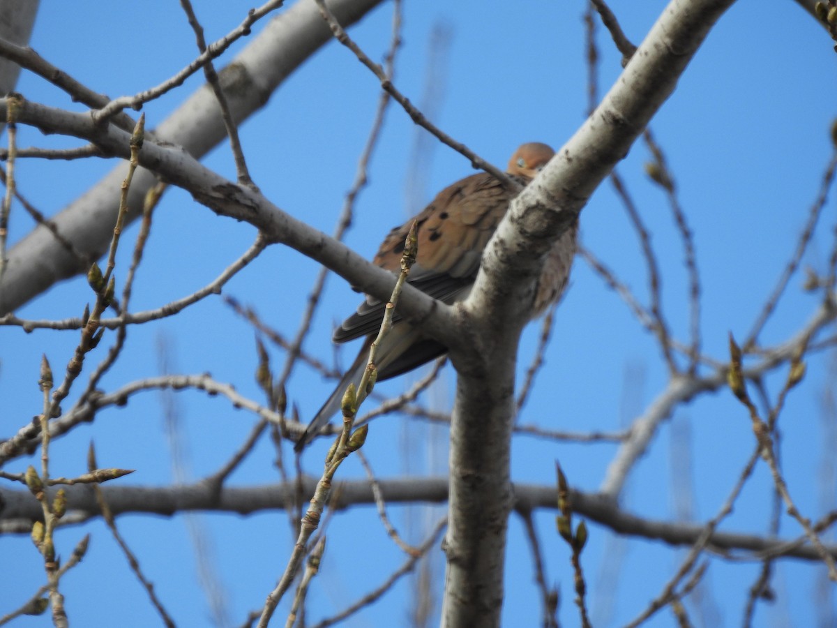 Mourning Dove - ML646603799
