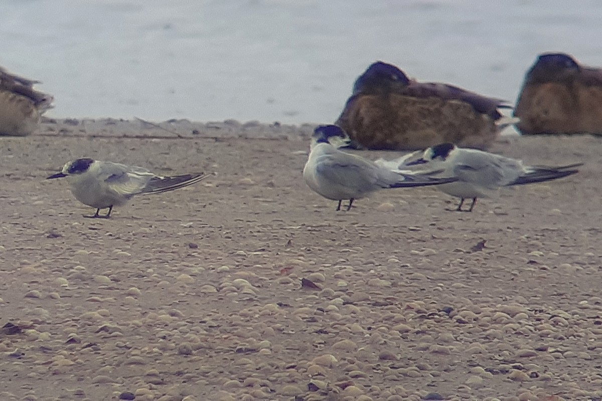 Sterne arctique - ML646603800