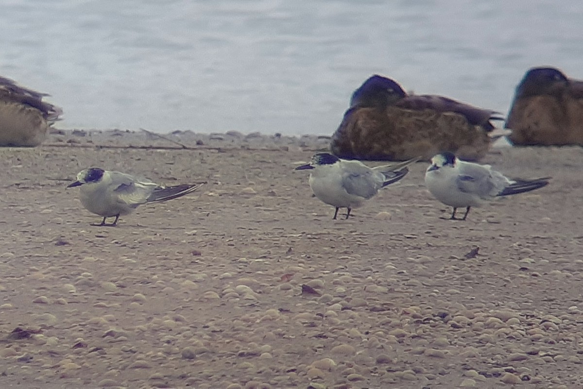 Sterne arctique - ML646603801