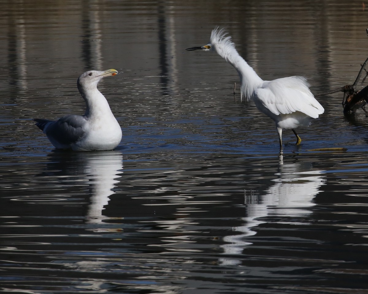 Snowy Egret - ML646603802