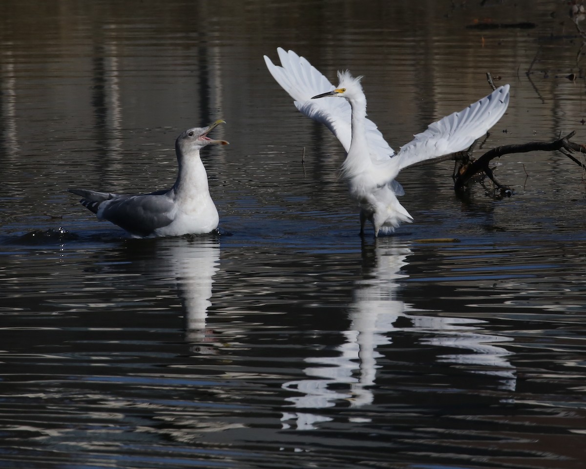 Snowy Egret - ML646603803