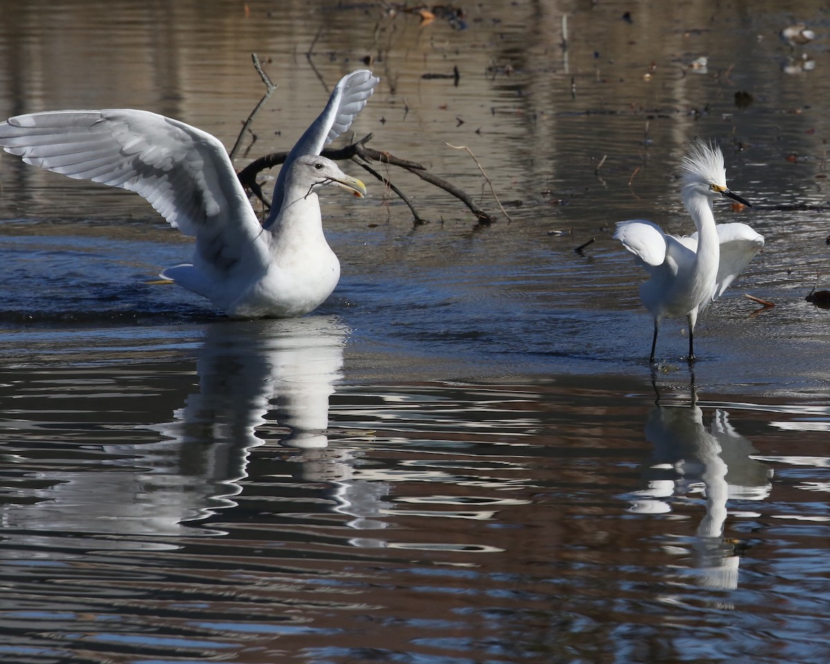 Snowy Egret - ML646603804