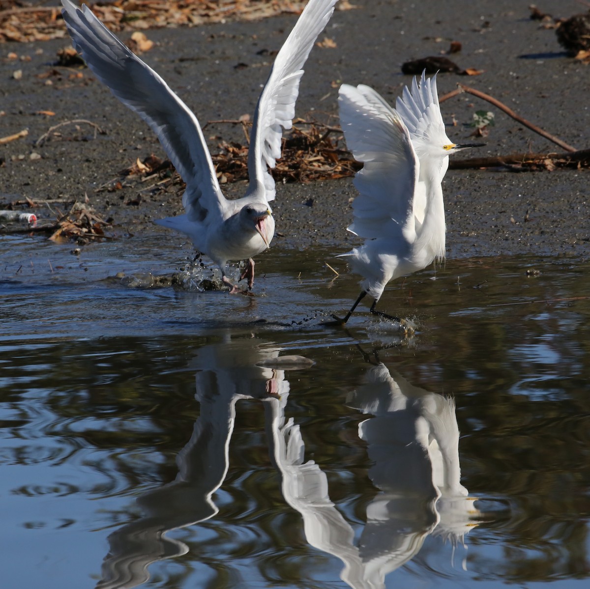 Snowy Egret - ML646603805