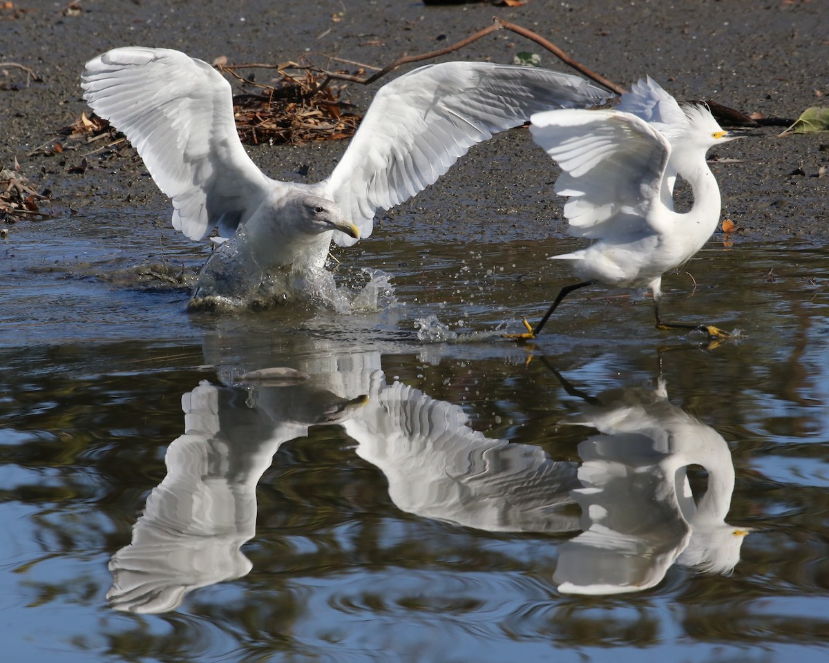 Snowy Egret - ML646603806