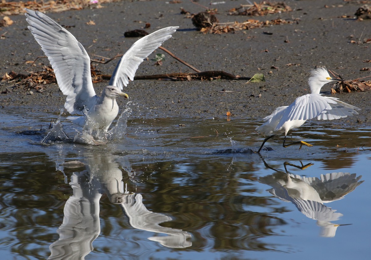 Snowy Egret - ML646603807
