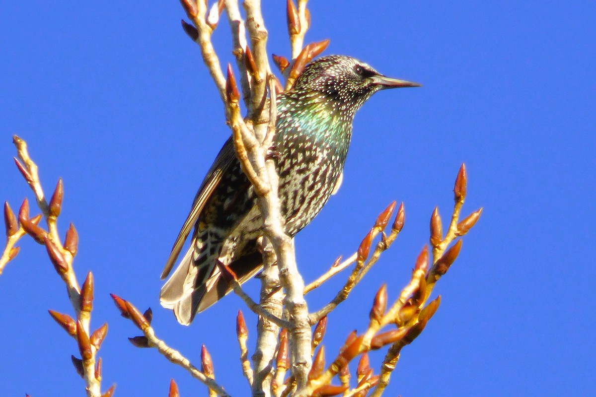 Étourneau sansonnet - ML646603809