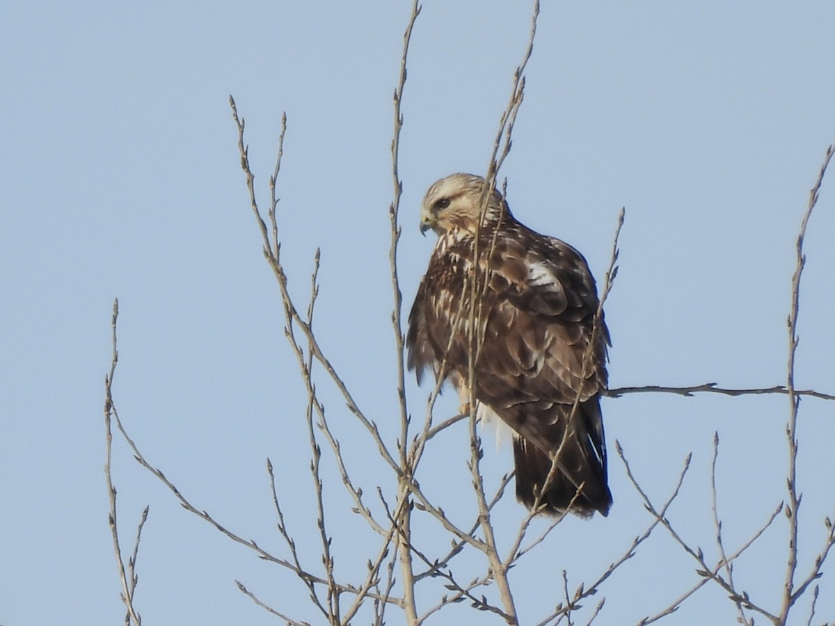 Rough-legged Hawk - ML646603811