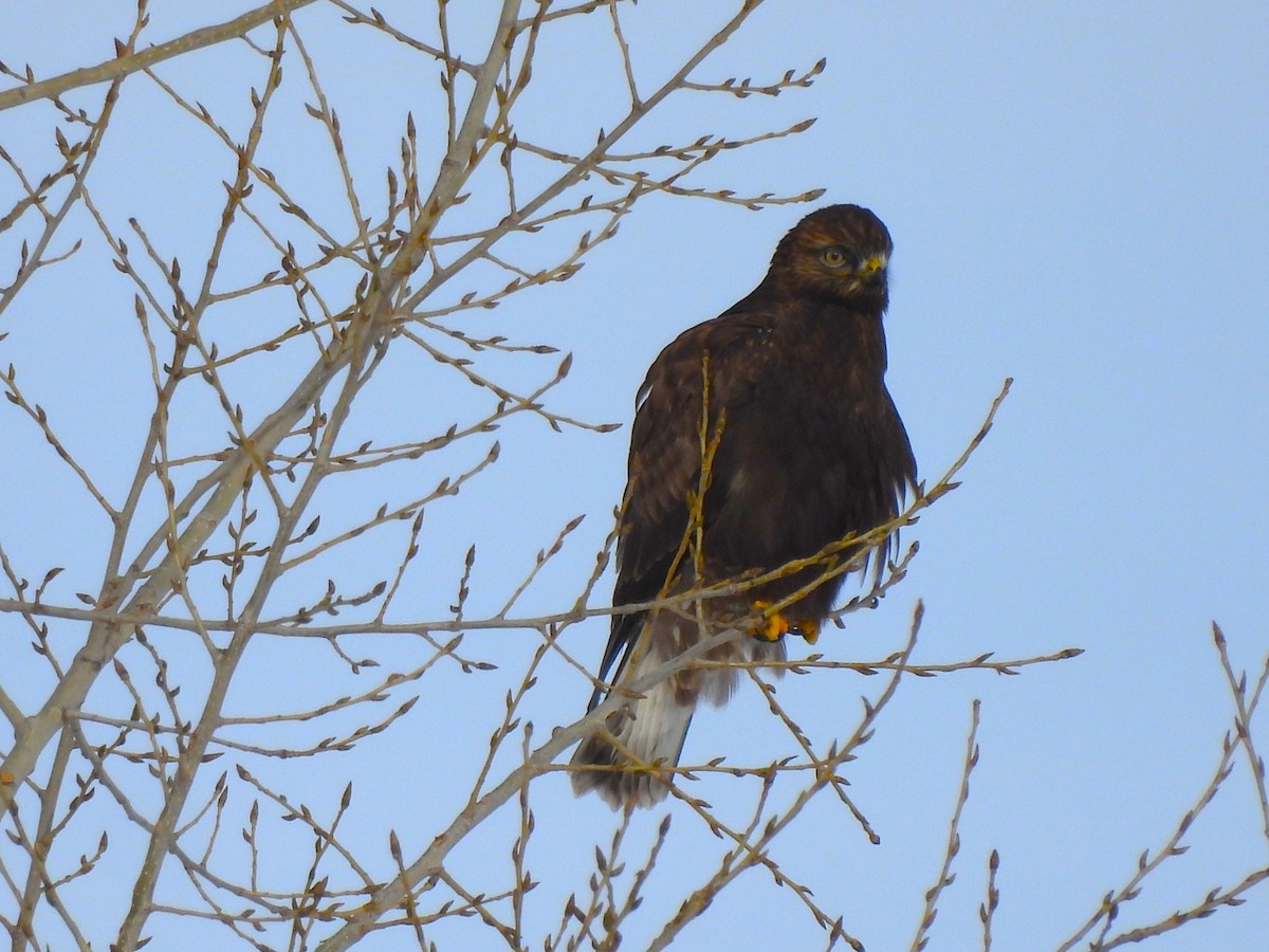 Rough-legged Hawk - ML646603812